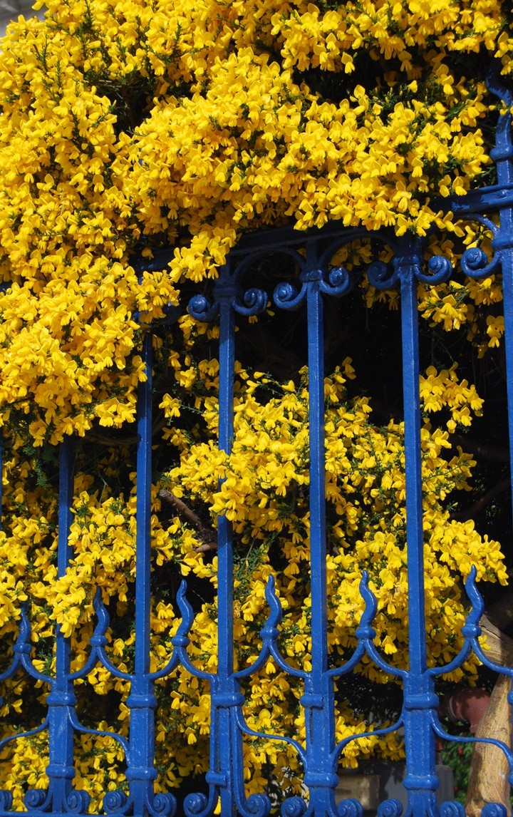 yellow and blue