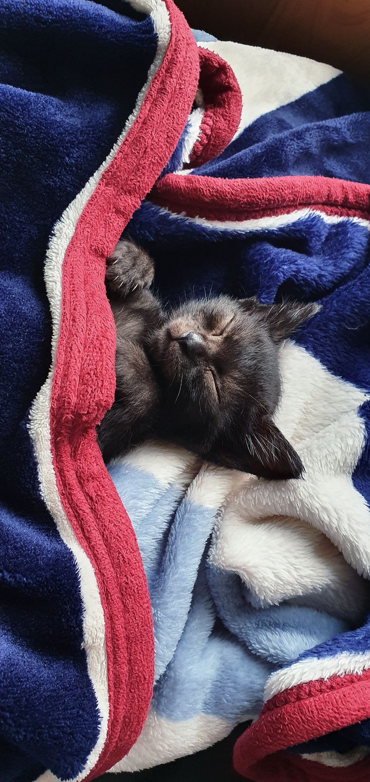 나의작은고양이