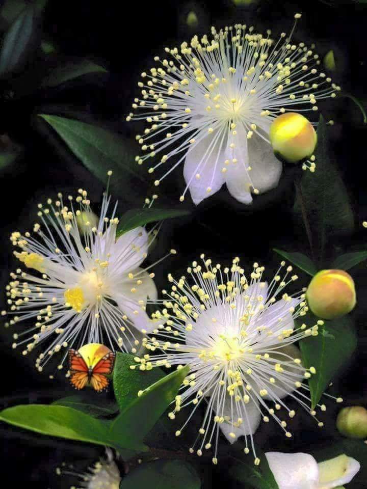 Flowers