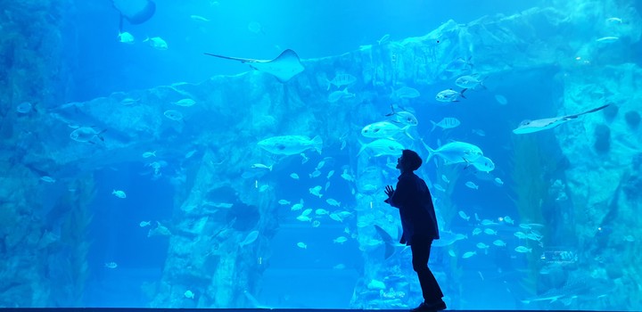 under the sea