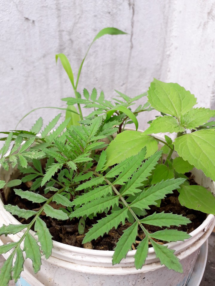 go green