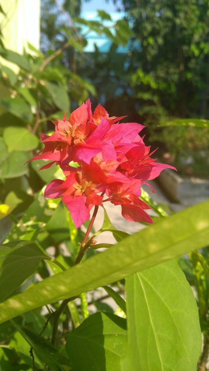 Paper flower