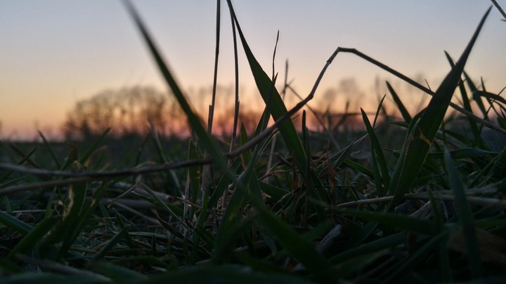 amazing grass