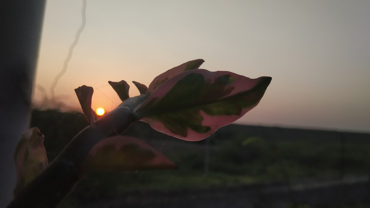 plant