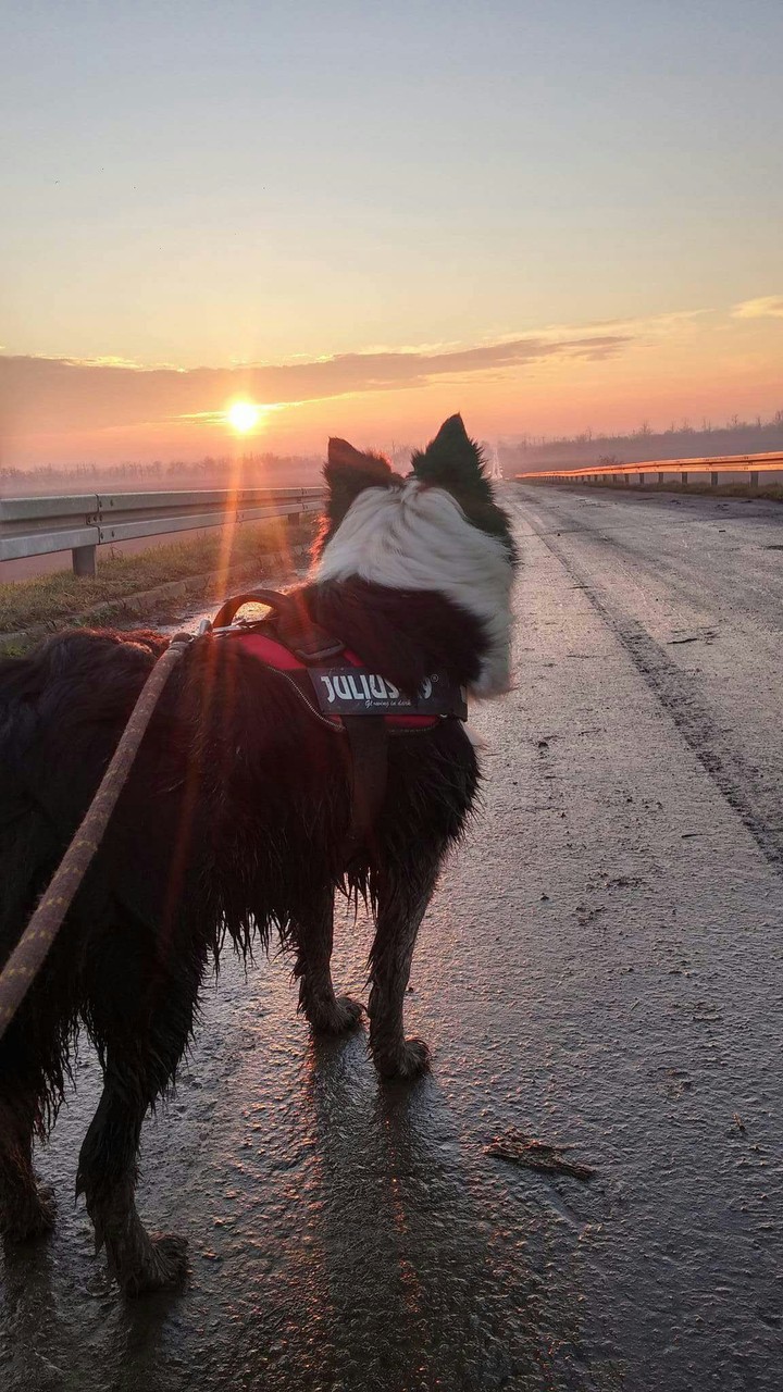 my beautiful dog