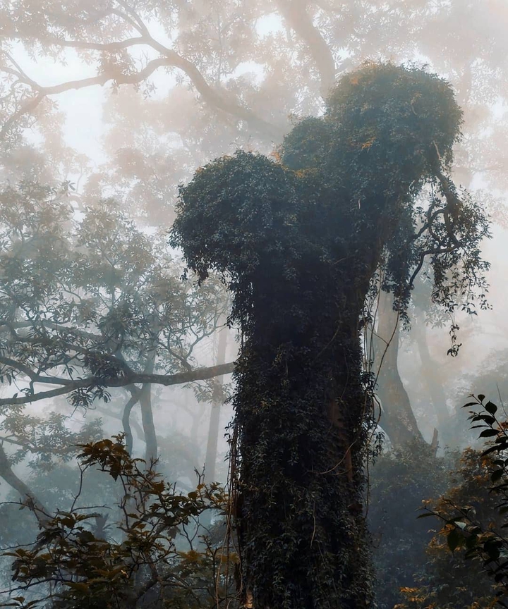 Rainforest