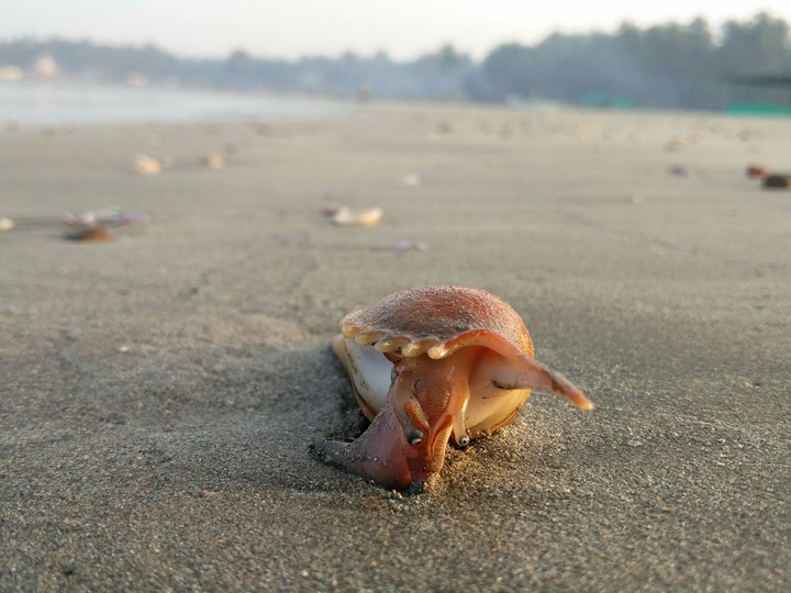 snail