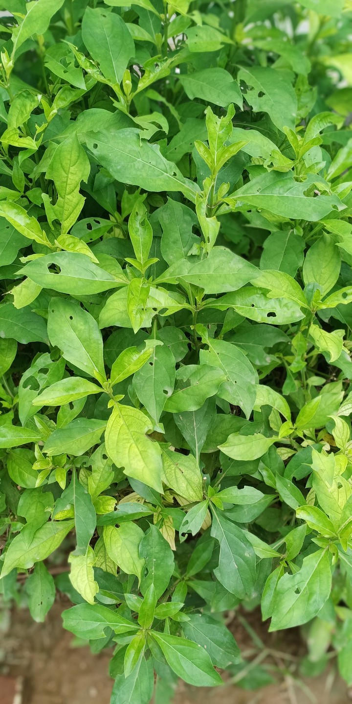 plant......
