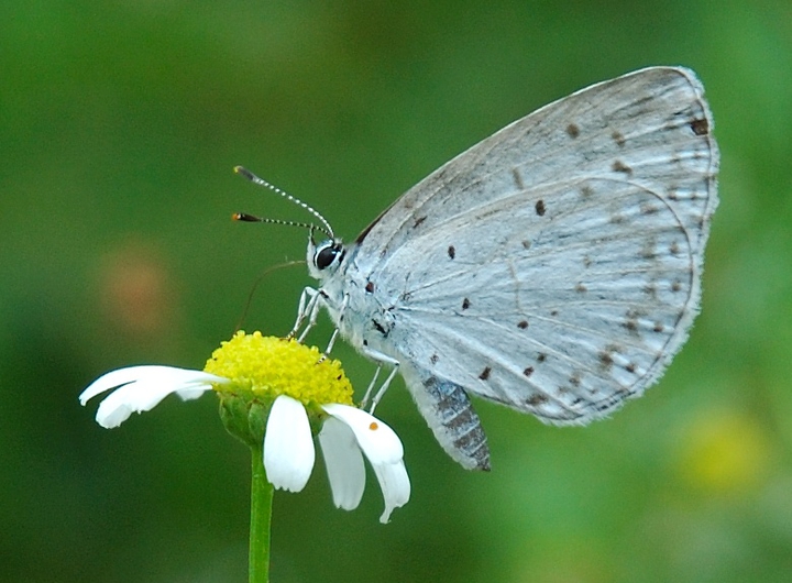 white  butterfly