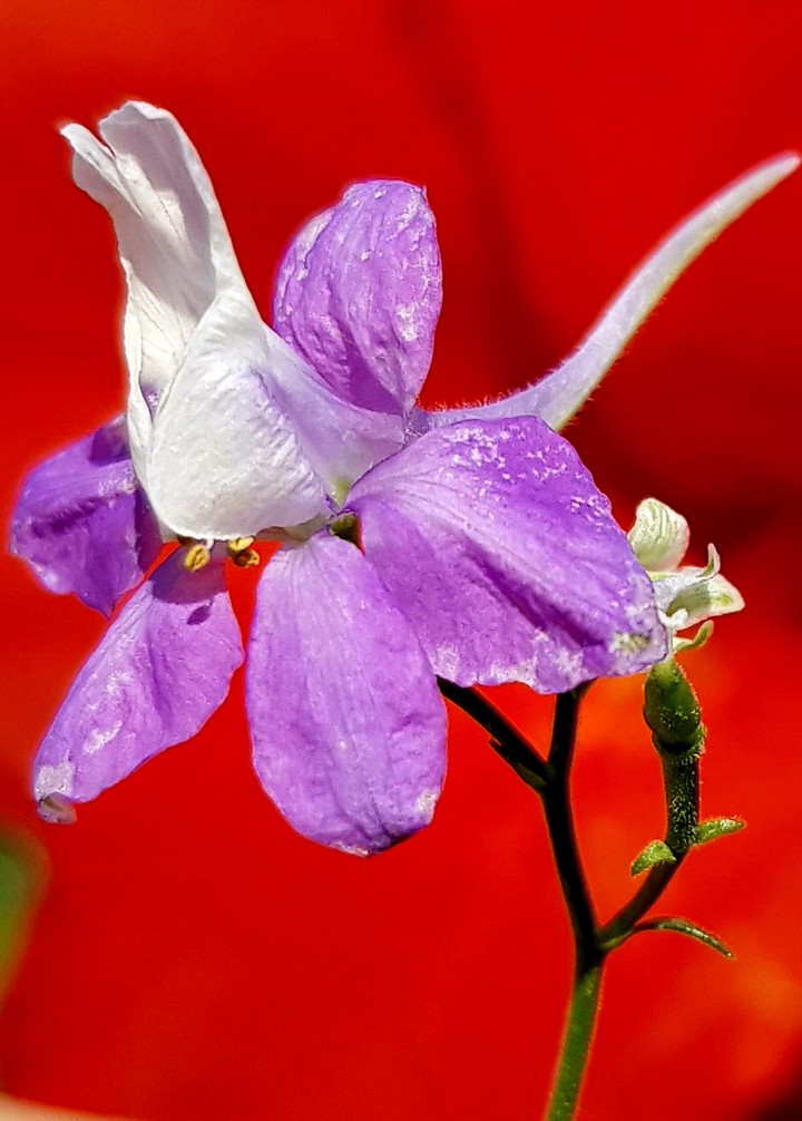 a wild flower