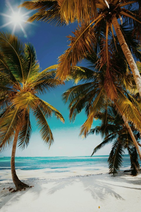 beach and palmtrees