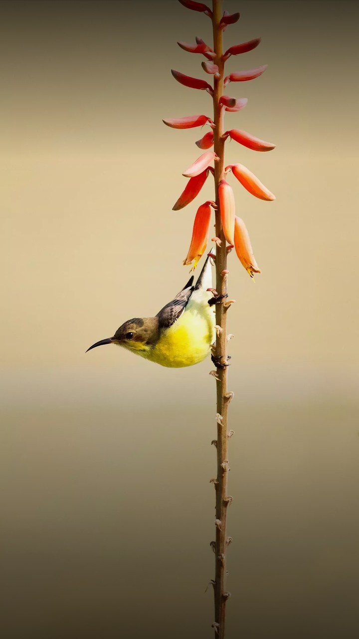 bird on alovera flower