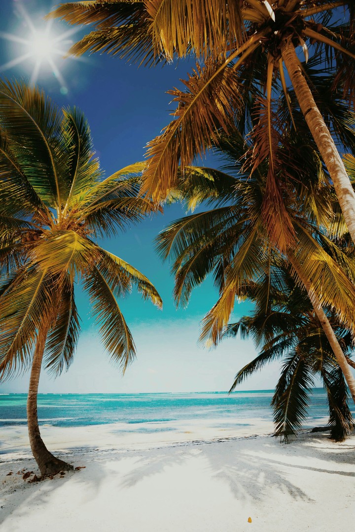 beach and palmtrees