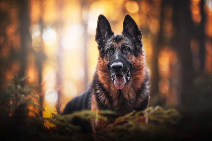 Dog