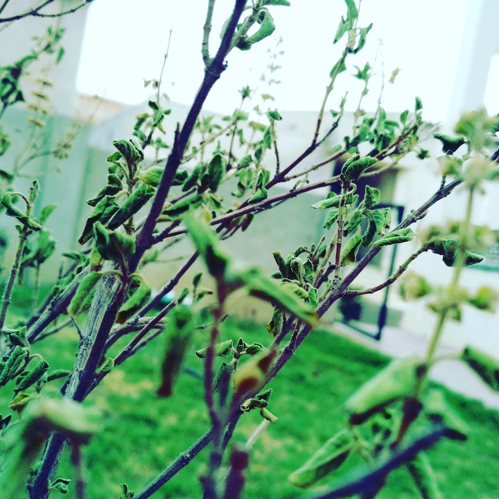 Naturality