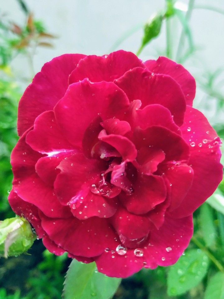 Red rose