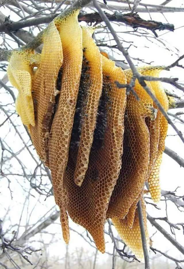 Honey