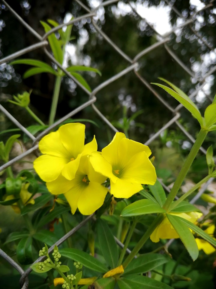 yellow beauty