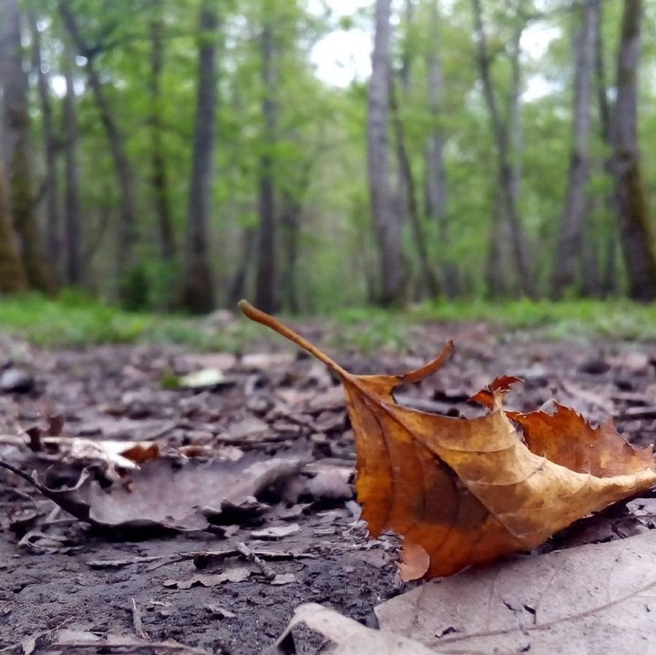 signe of Autumn
