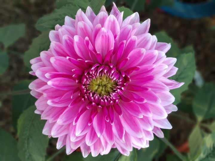 Dalia
