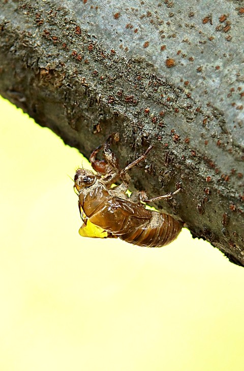 pollinator, fly háttérképek