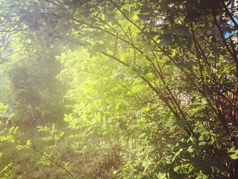 forest