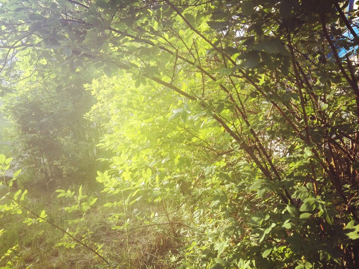 forest