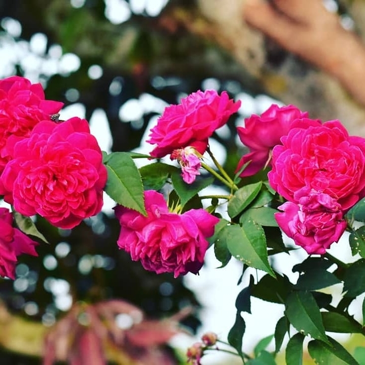rose flowers
