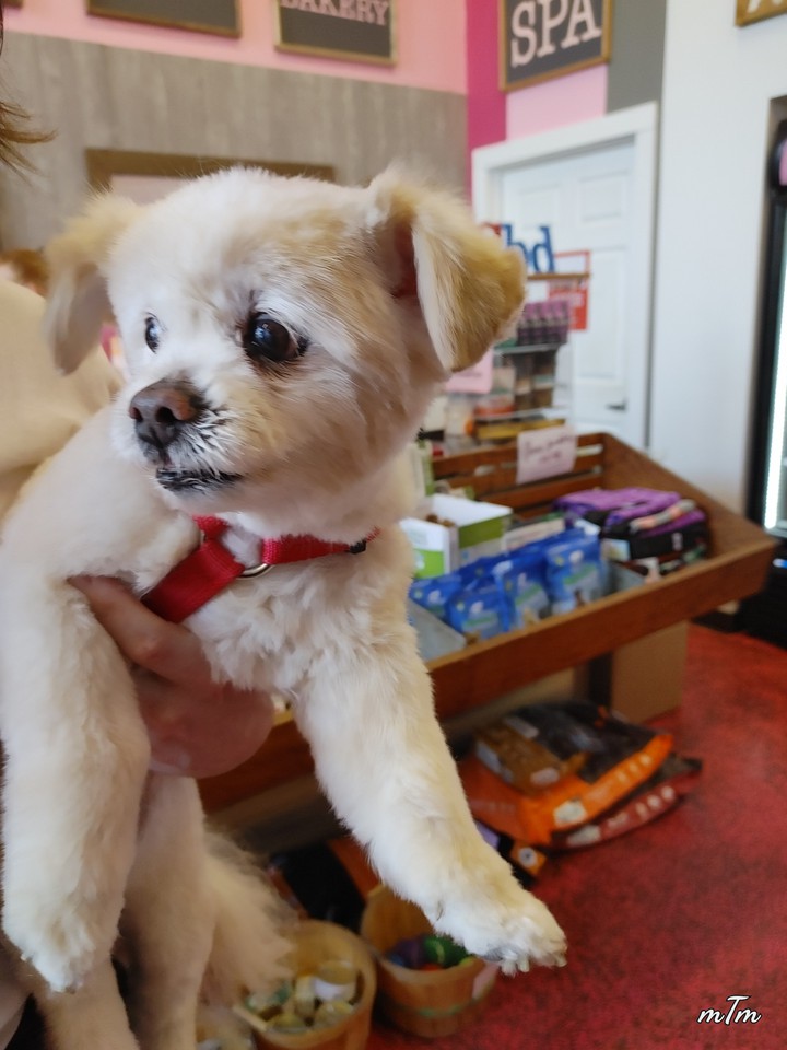 Biggie after his haircut