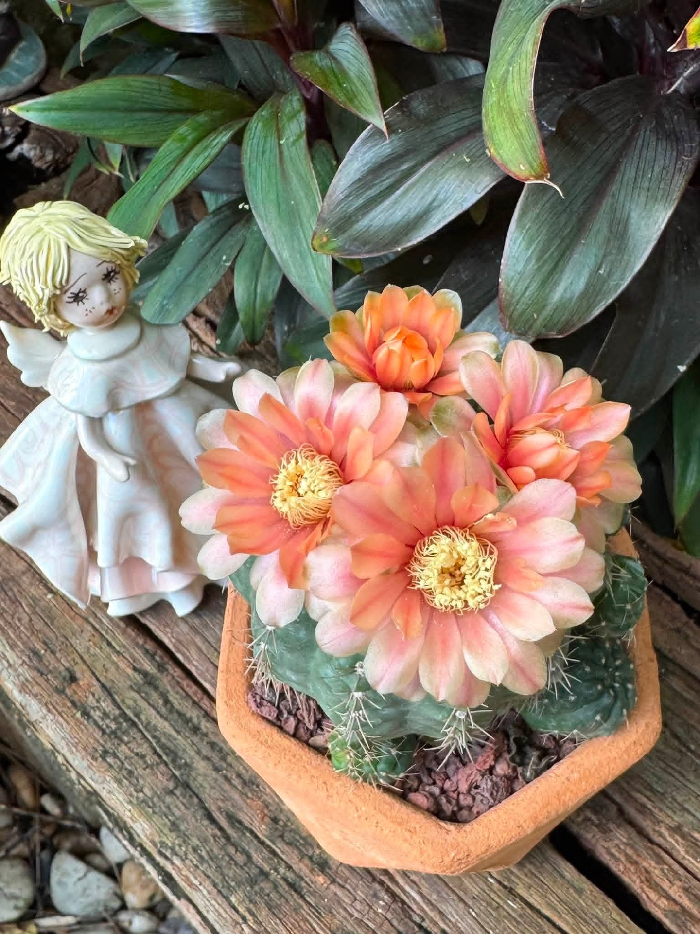 Cactus, flower Hintergrundbilder