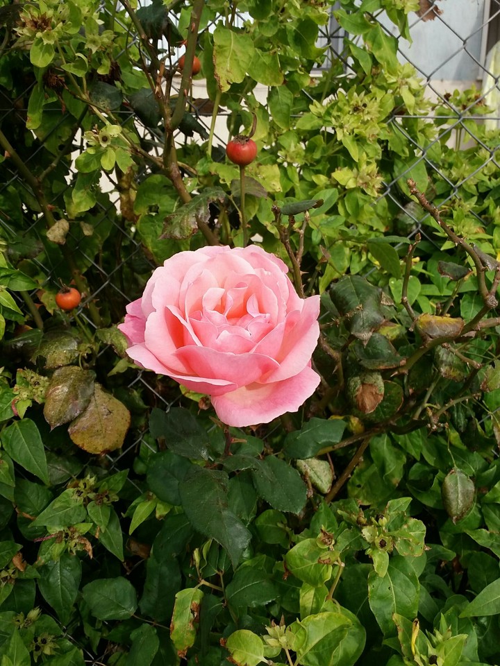 Rose Rose with seeds