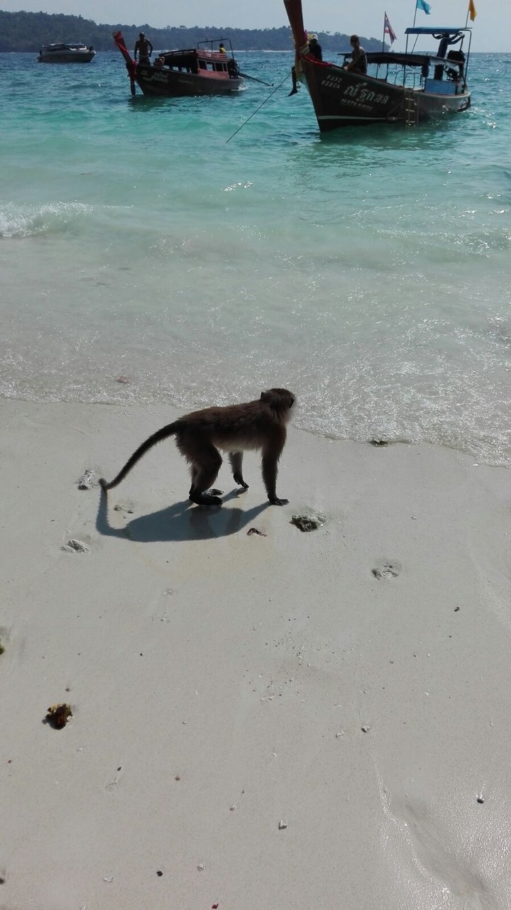 monkey