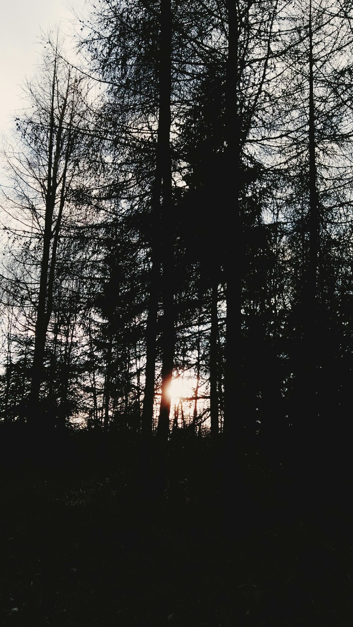 Trees
