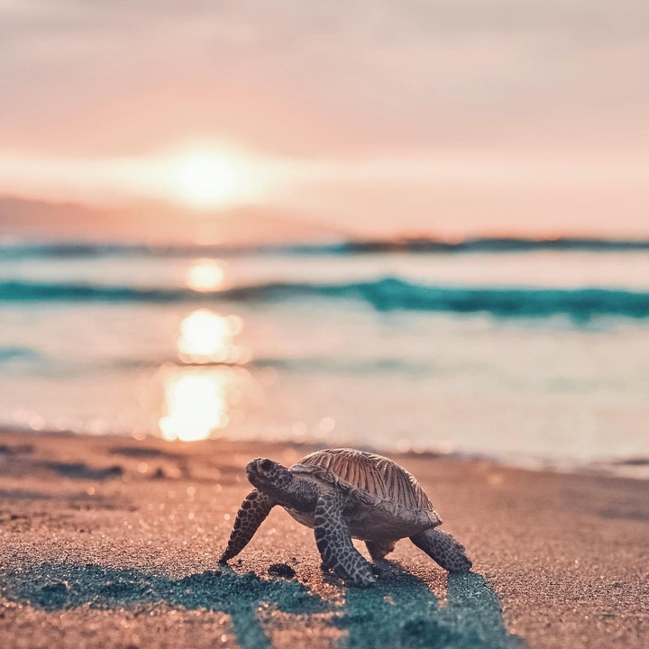 turtle <3