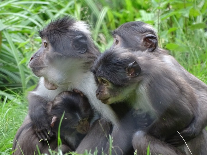 Family of monkeys