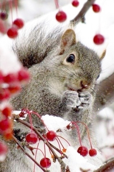 А beautiful squirrel