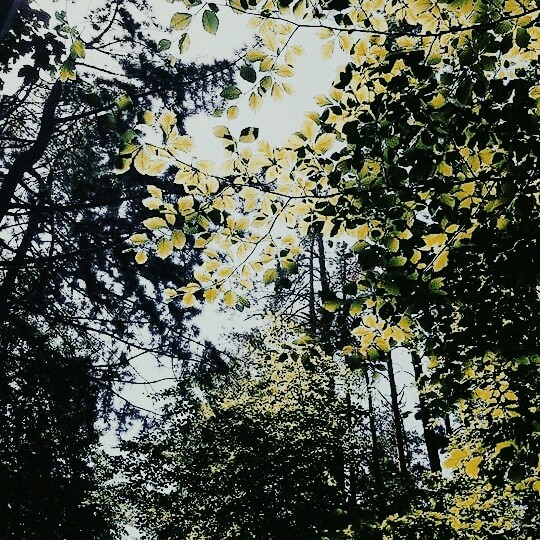 Woods