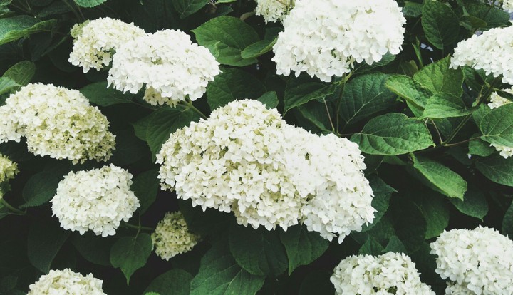 Hydrangea in my garden
