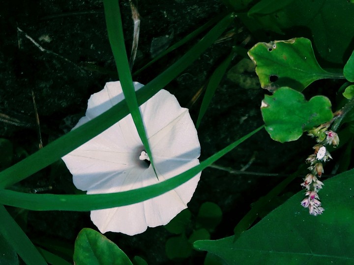 white flower