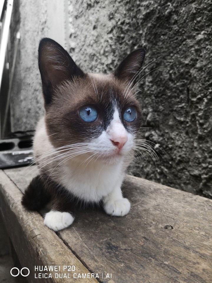 gato