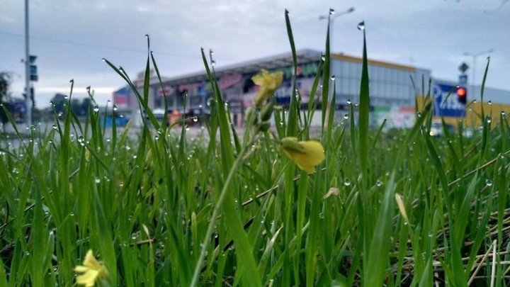 Grass