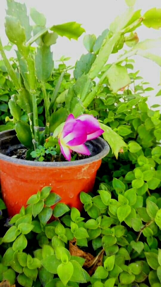 flores