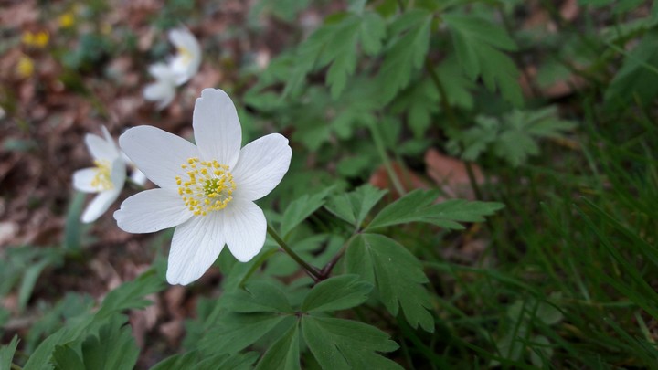 Forest flower