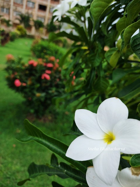 fonds d'écran flora, flower