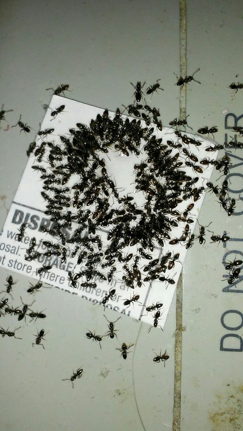 Piss Ants Feeding on some poison nectar.