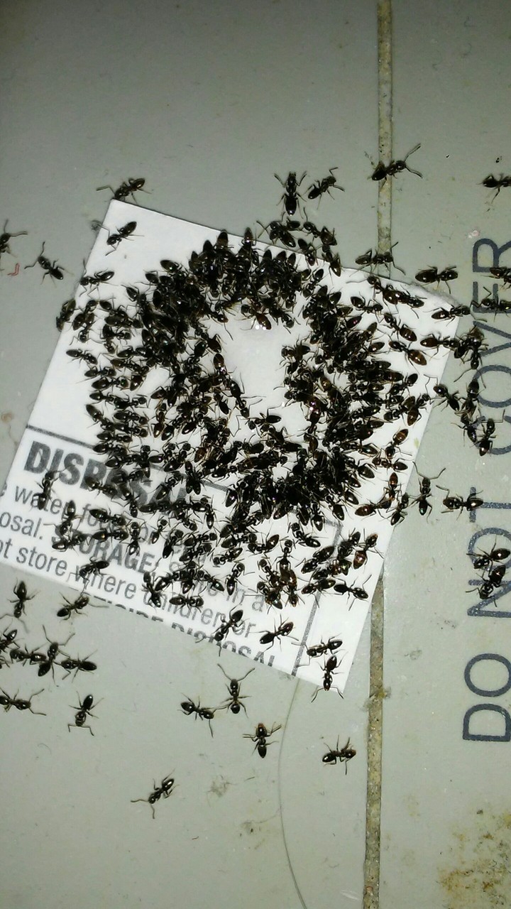 Piss Ants Feeding on some poison nectar.