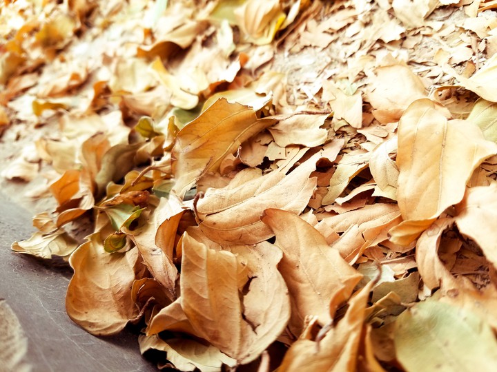 autumn