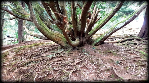 тапети plant, trunk