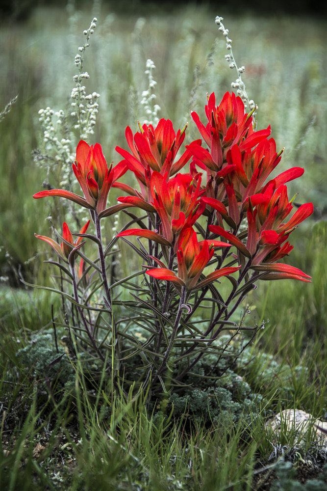 wildflowers