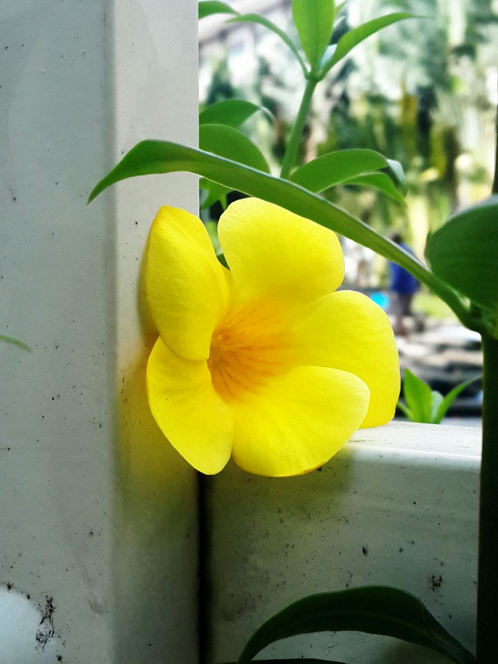 flower waiting for someone